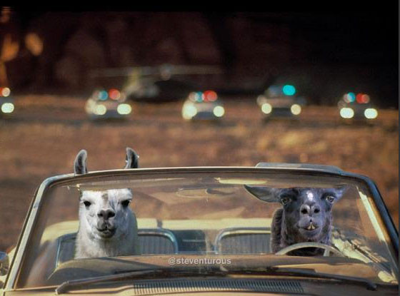 Llama Watch 2015 Llama Watch 2015